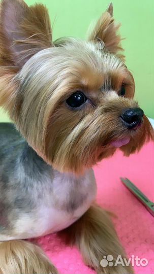 Груминг Салон Мистер Шпиц