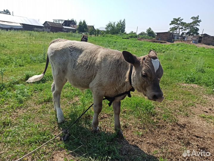 Бычки и телята