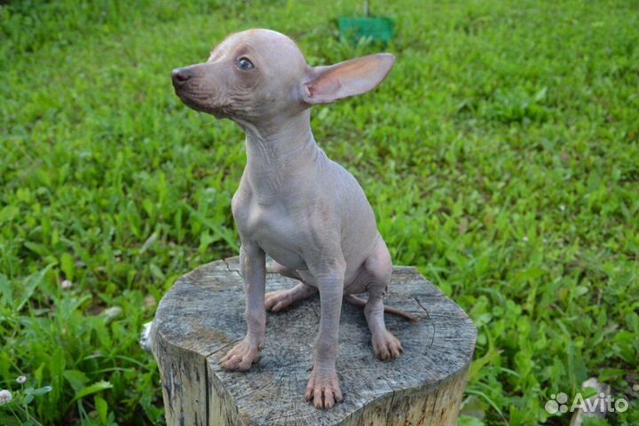 Щенки ксолоитцкуинтли (мексиканская голая собака)