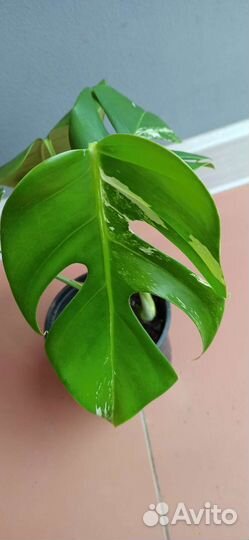 Монстера альба