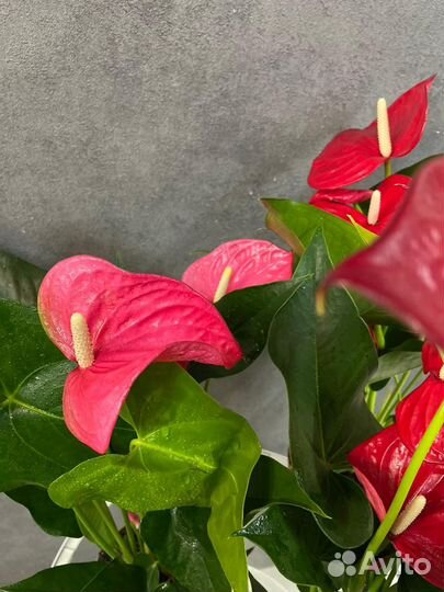 Антуриумы и спатифиллумы