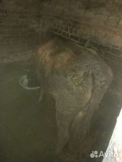 Быки и телки на мясо