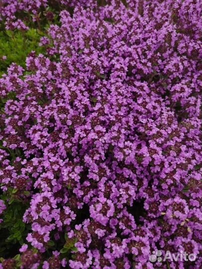 Пряные травы. Мяты, чабрецы, душица