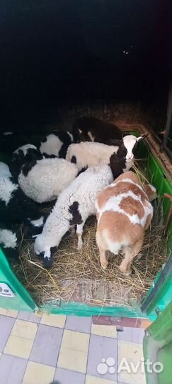 Ягнята дорпер