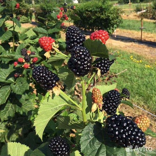 Саженцы ежевики