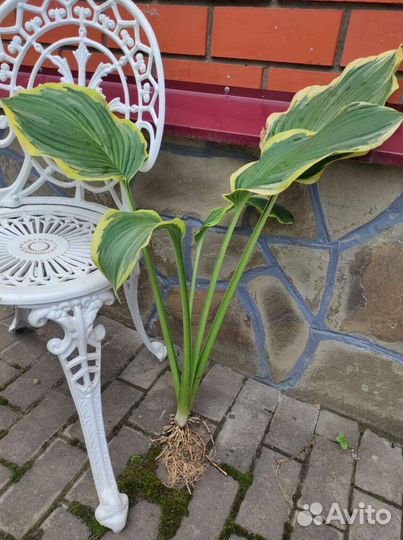 Хоста Yellow River, Alegan Fog на май