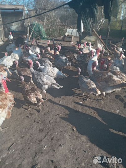 Индюк, индюшата