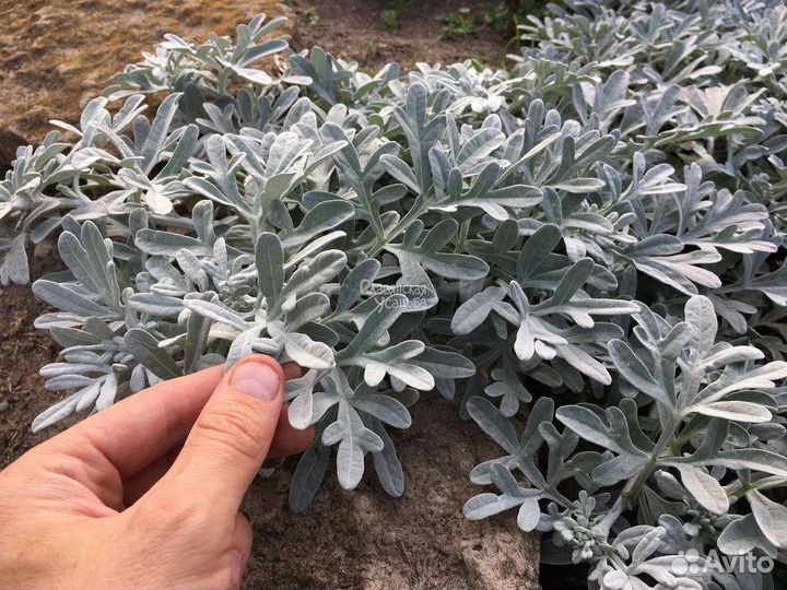 Полынь Стеллера