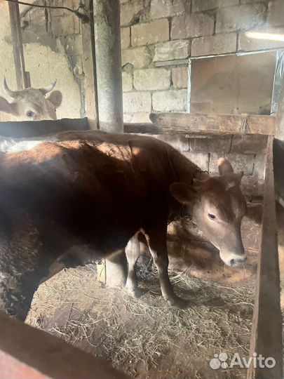 Корова на откорме