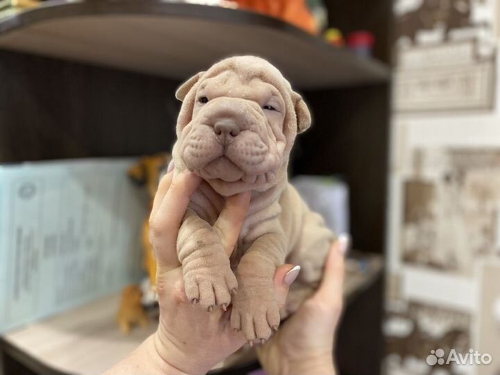 Изабелловые дельюты малыши Шар-Пея