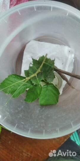 Аннамские палочники малыши