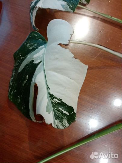 Монстера Альба, Спатифиллумы, Сансивьерии 3 вида