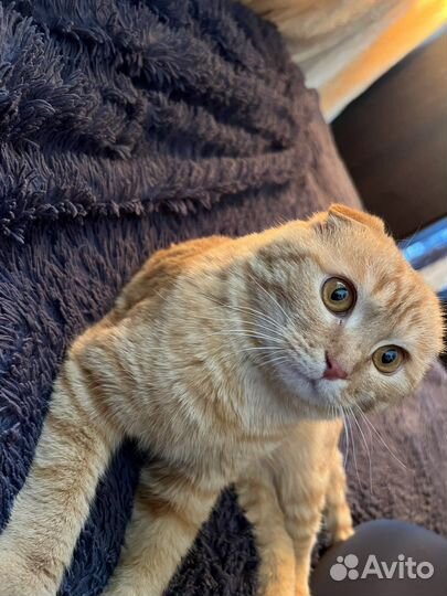 Британский кот