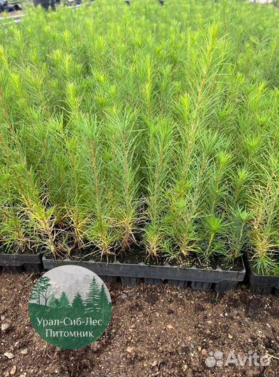 Зкс и окс Сосна Ель Лиственница сеянцы Голуб горн