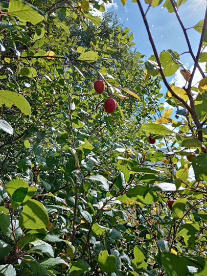 Участок 45 сот. (ИЖС)