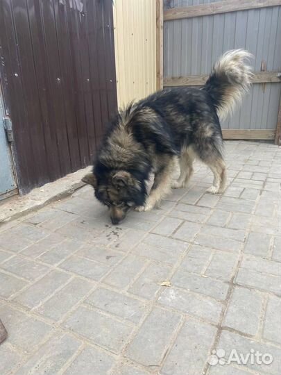 Молодой пёс в добрые руки