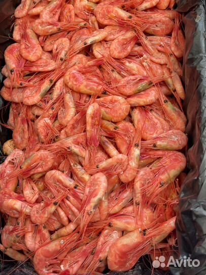 Креветка северная