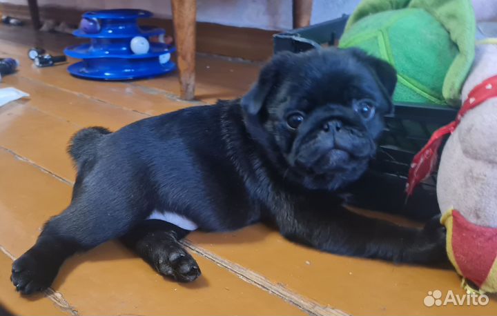 Щенки мопса мальчики