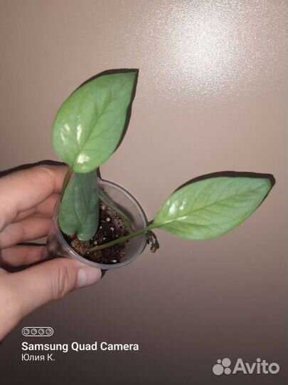 Монстера, сциндапсус, сингониум