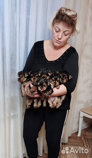 Йоркширский терьер щенки