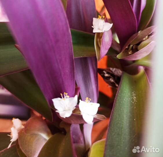 Традесканция рео