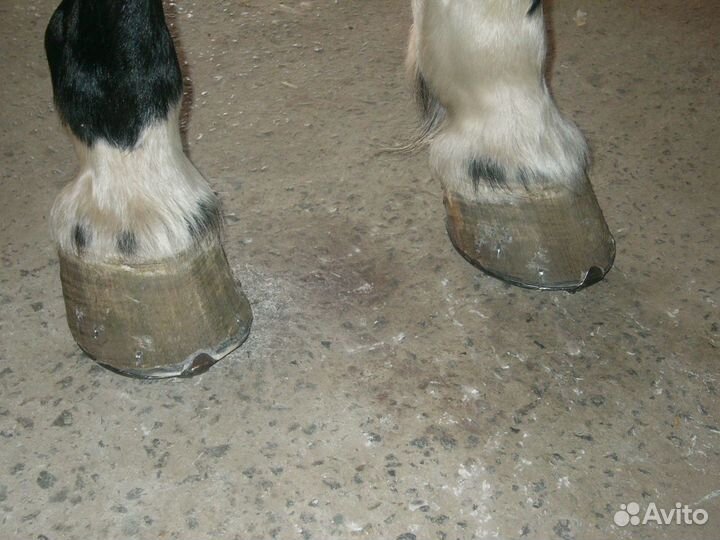 Расчистка-ковка копыт лошадей