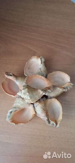 Изделия из ракушек