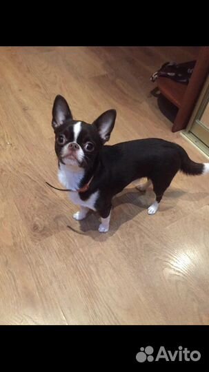 Вязка чихуахуа