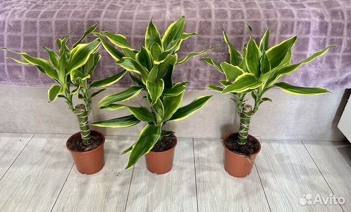 Драцена голден кост