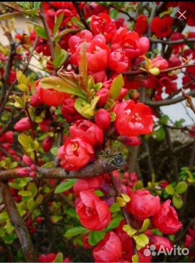 Садовые цветущие кустарники