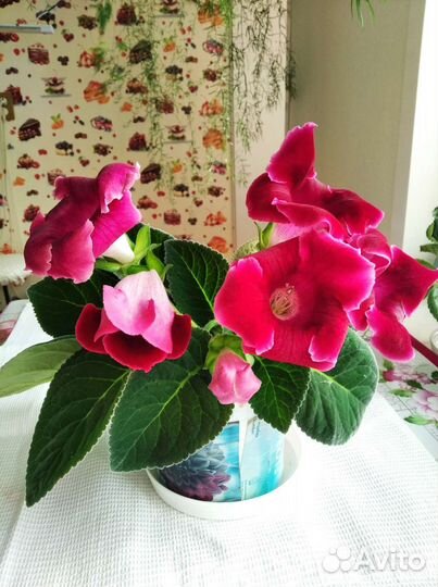 Глоксинии, фиалки, хойя