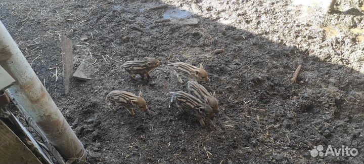 Дикие кабаны