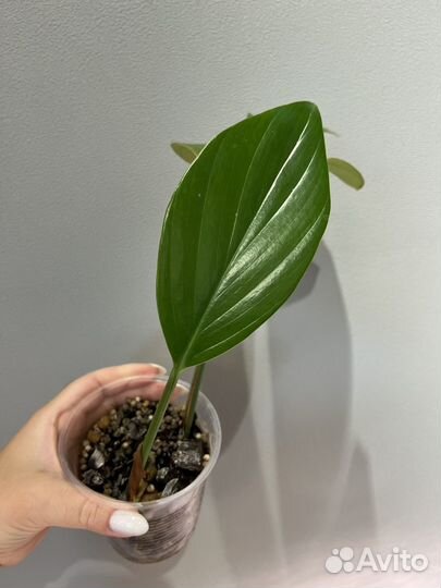 Филодендрон драгон тейл