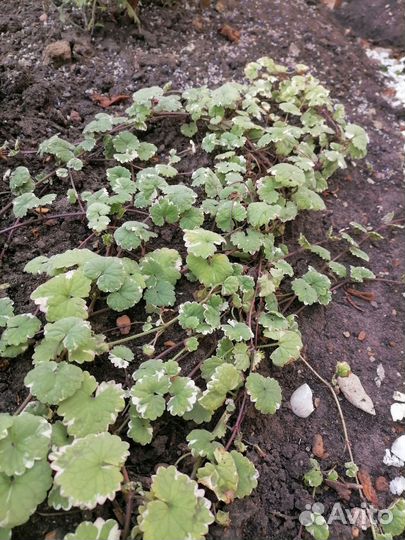 Будра плющевидная