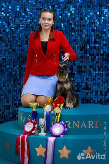 Цвергшнауцер для вязки