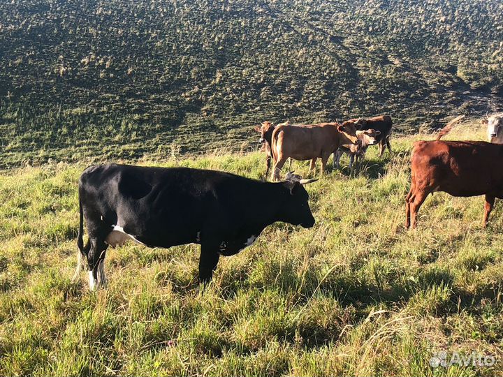 Корова дойная с теленком