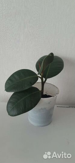 Фикус цветок