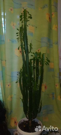 Молочай трехгранный