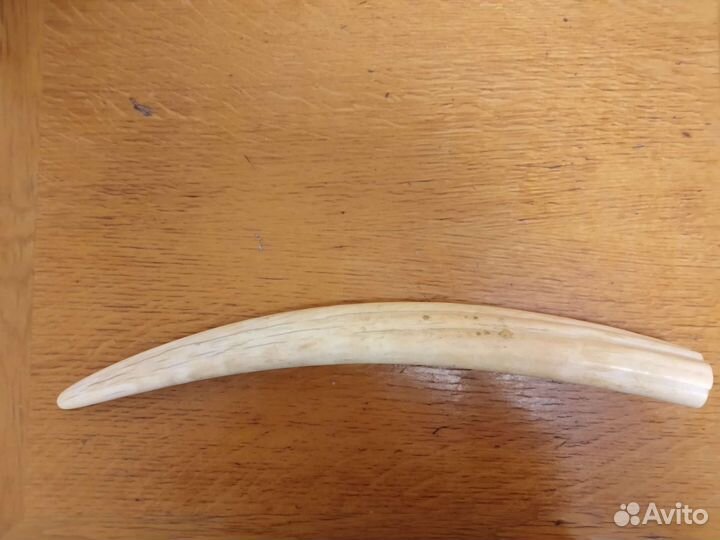 Имитация бивня моржа