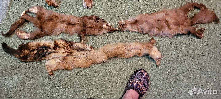 Шкурки лисы и куницы