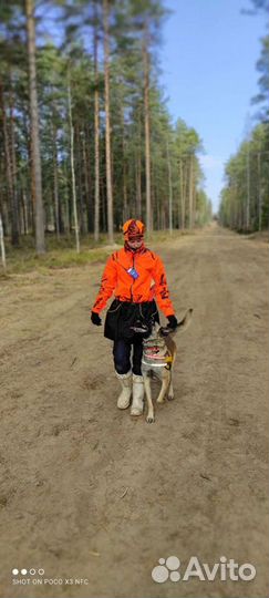 Передержка, дрессировка. Собаки спасатели