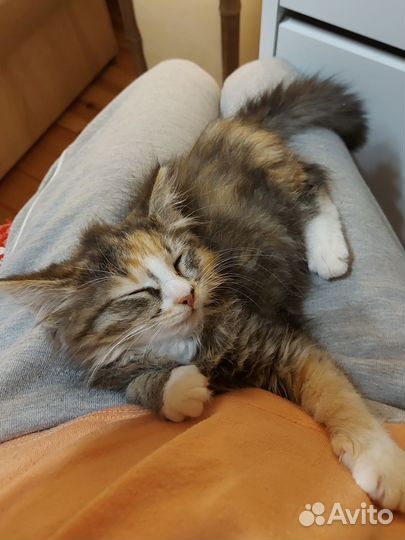Кошки