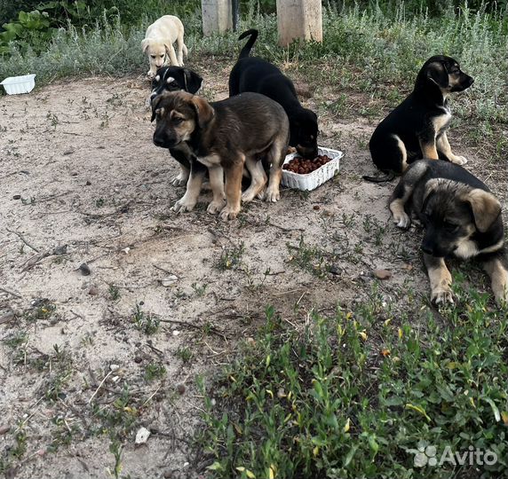 Щенок в добрые руки бесплатно