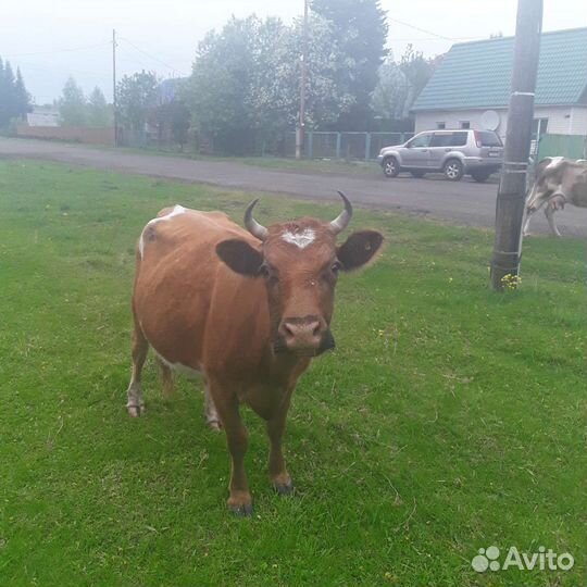 Коровы молочные