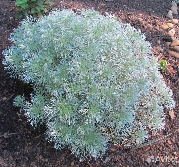 Редкие и шикарные многолетники для сада Самовывоз