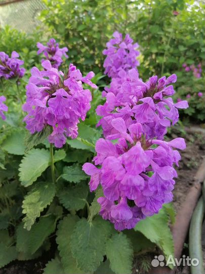 Гвоздика Шабо, Буквица, Герань садовая