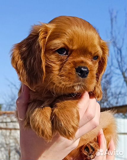 Кавалер кинг чарльз спаниель