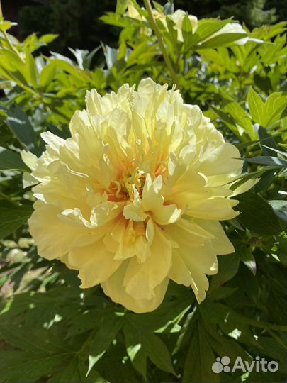 Пион Бартзелла