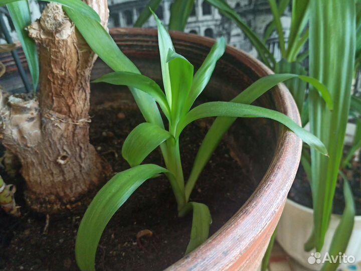 Комнатные цветы, пальмы, юка и драцена