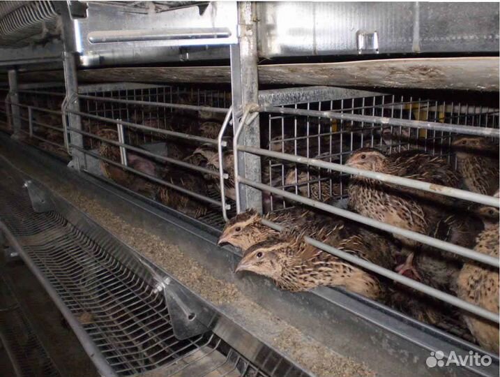 Яйца перепелиные